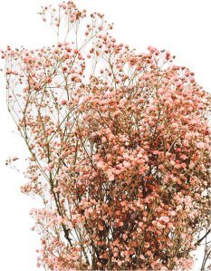 Nevěstin závoj/stabilizovaná Gypsophila zväzok/kytica ružová