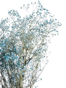 Nevěstin závoj/stabilizovaná Gypsophila zväzok/kytica azurova