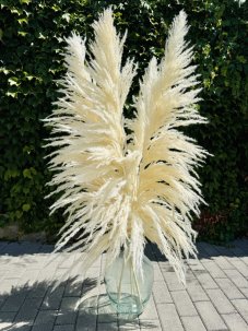 PAMPAS BRONZE BIELENÁ (kremová) Sušená travina 150cm