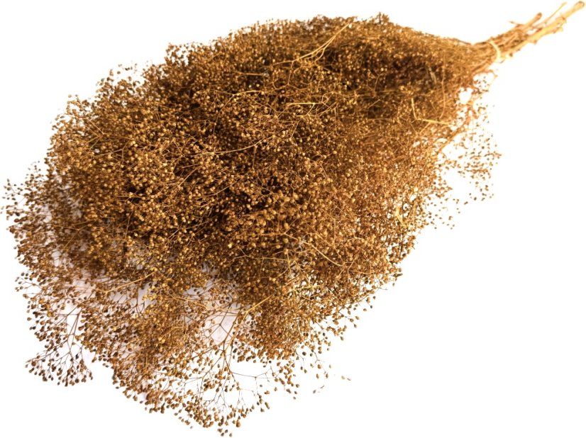 Stabilizovaná mini Gypsophila zväzok/kytica terracotta - Balenie: 45g