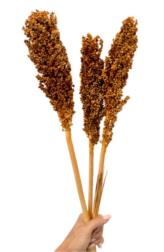 Čirok (Sorghum) hořčicový 1ks