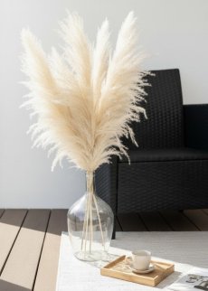 Sušená pampová tráva CORTADERIA Extra svetlo kremová, 100cm