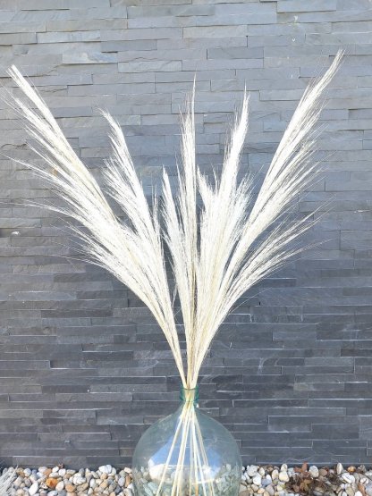 Sušená tráva Bromus/sverep indický bielený 100cm, zväzok
