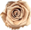 Stabilizovaná růže Rose Amor XL nude/béžová (hlava)