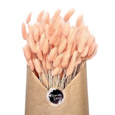 Sušený lagurus (králičí ocásek) peach fuzz (nádech do broskvové)/lososové