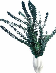 Stabilizovaný eukalyptus BABY, zväzok zelených vetvičiek