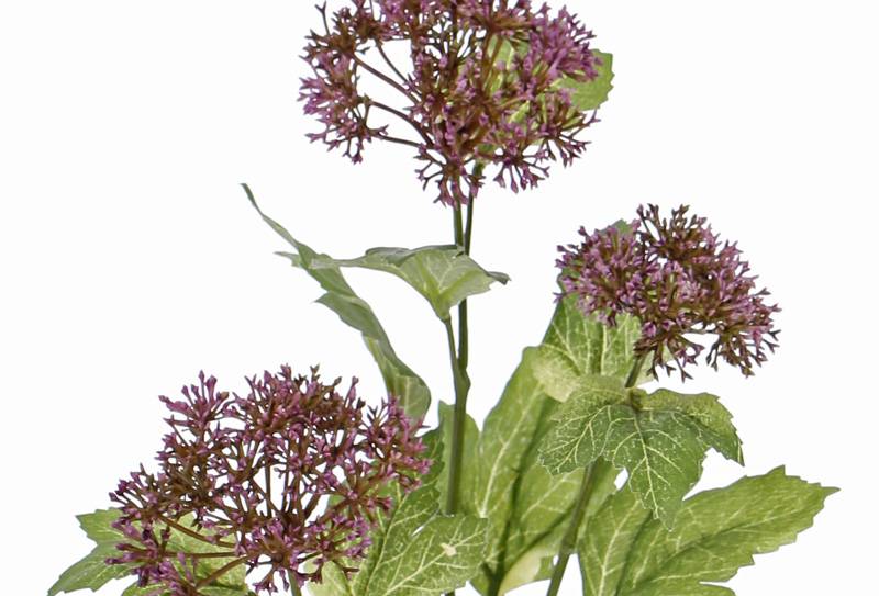 Kalina/Viburnum větev, 3 shluky nachových pupenů s listy 60cm