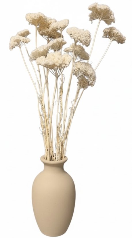 Stabilizovaný rebríček (Achillea) bielený zväzok/kytica 5ks