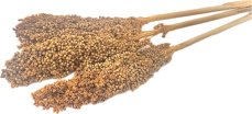 Čirok (Sorghum) hořčicový 1ks