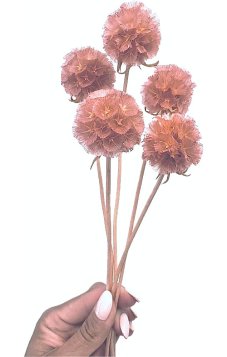 Sušená Scabiosa starorůžová