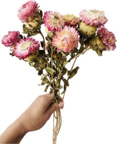 Helichrysum, slaměnka světle růžová