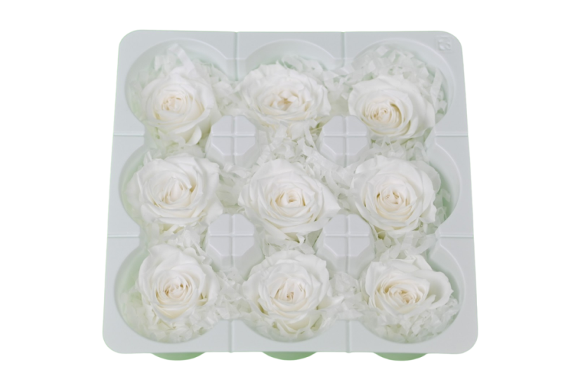 Stabilizovaná růže M+ KRÉMOVÁ