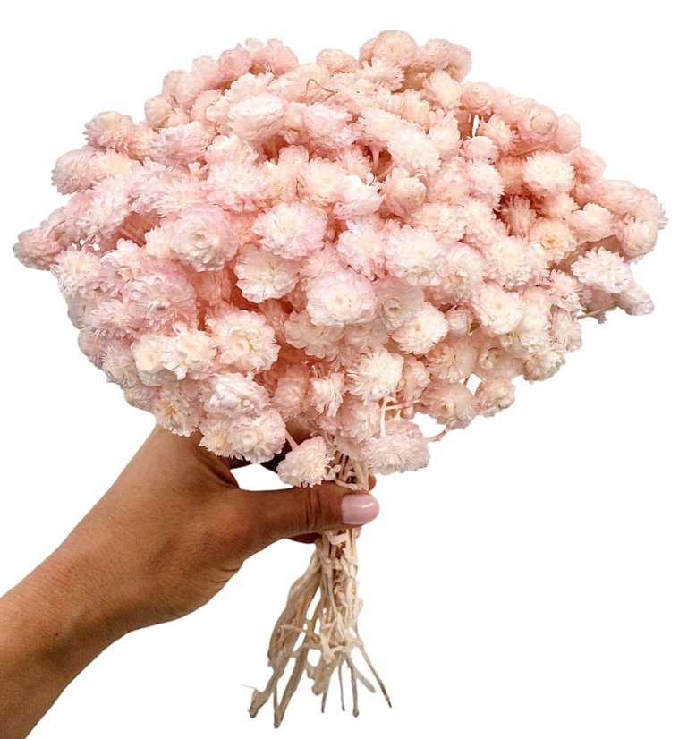 Sempreviva Helichrysum/Imortelka, slaměnka světle růžová (baby pink), svazek - Balení: 30g Sempreviva Helichrysum/Imortelka, slaměnka světle růžová (baby pink), svazek - Balení: 30g