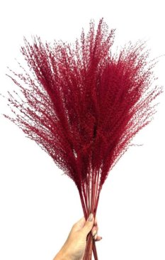 Miscanthus (Ozdobnice čínská) vínová, sušená travina svazek