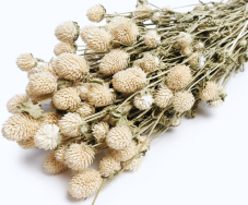 Gomphrena/ Pestrovka sušená bielená, zväzok