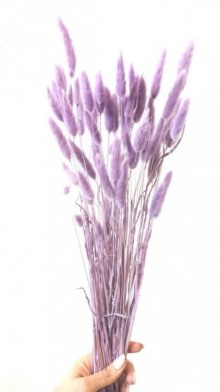 Sušený lagurus (králičí ocásek) fialový