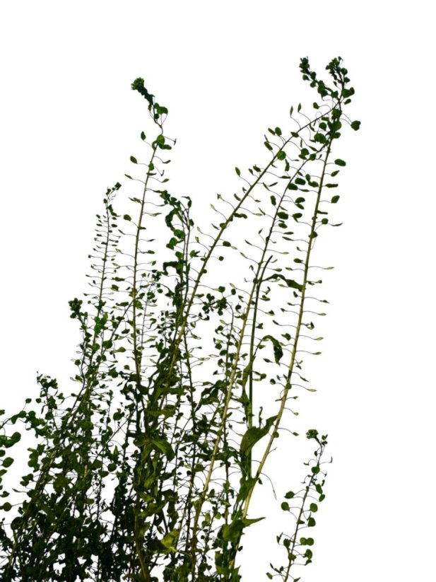 Žerucha (Lepidium) stabilizovaná zelená zväzok - Balenie: 30g