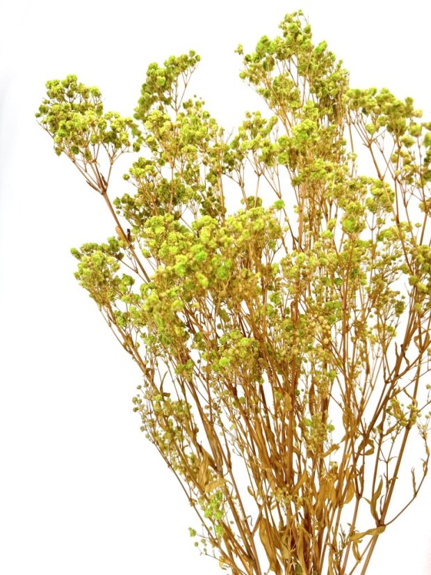 Nevěstin závoj/stabilizovaná Gypsophila zväzok/kytica limetková - Balenie: 90g-95g
