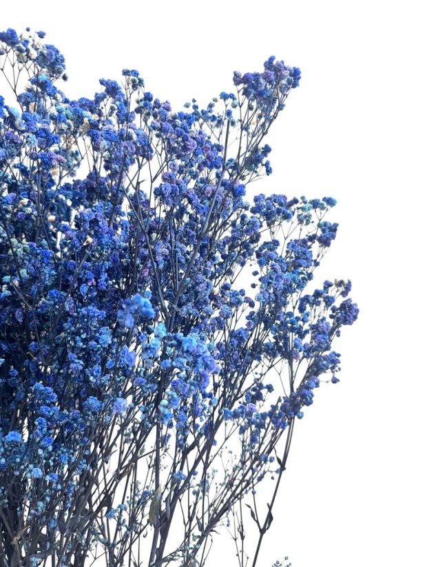 Nevěstin závoj/stabilizovaná Gypsophila svazek/kytice MODRÁ