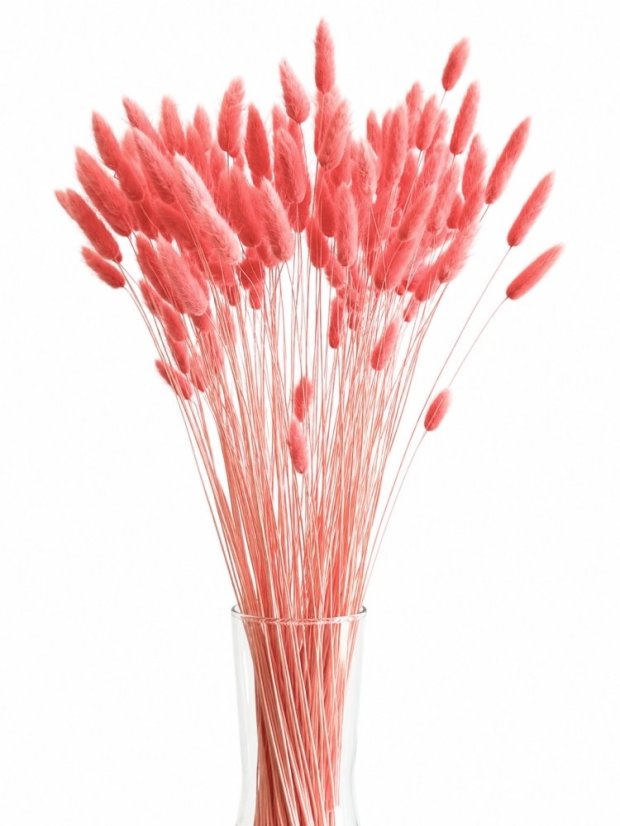 Sušený lagurus (králičí ocásek) lososový