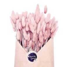 Sušený lagurus (králičí ocásek) starorůžový