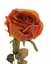 Ruže vzhľad sušená, nádych do oranžova, Ø 11cm, 66cm