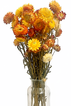 Helichrysum, slaměnka mix barev, svazek