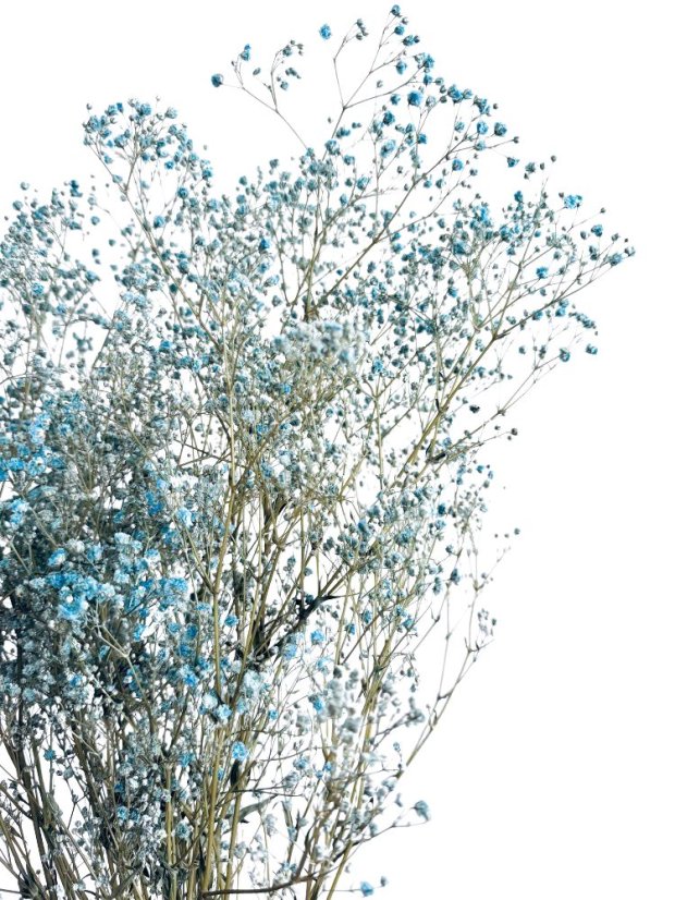 Nevěstin závoj/stabilizovaná Gypsophila svazek/kytice azurová