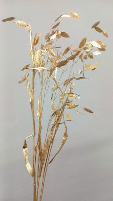Sušený plochoklások (Chasmanthium) zväzok zlatý