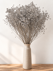 Stabilizovaný Broom Bloom šedý, kytice/svazek