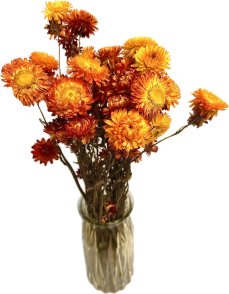 Helichrysum/slamienka oranžová/vinová/žlutá, zväzok