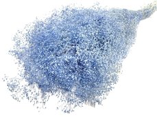 Stabilizovaná mini Gypsophila svazek/kytice pomněnková modrá