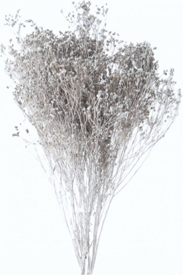 Stabilizovaný Broom Bloom šedý, kytice/svazek od 50g