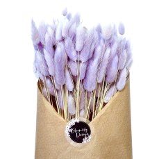 Sušený lagurus (králičí ocásek) lila