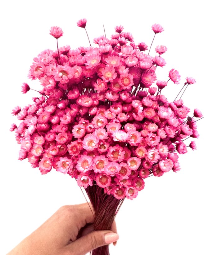 Sušená glixia cyklamová, kytica/zväzok 50g