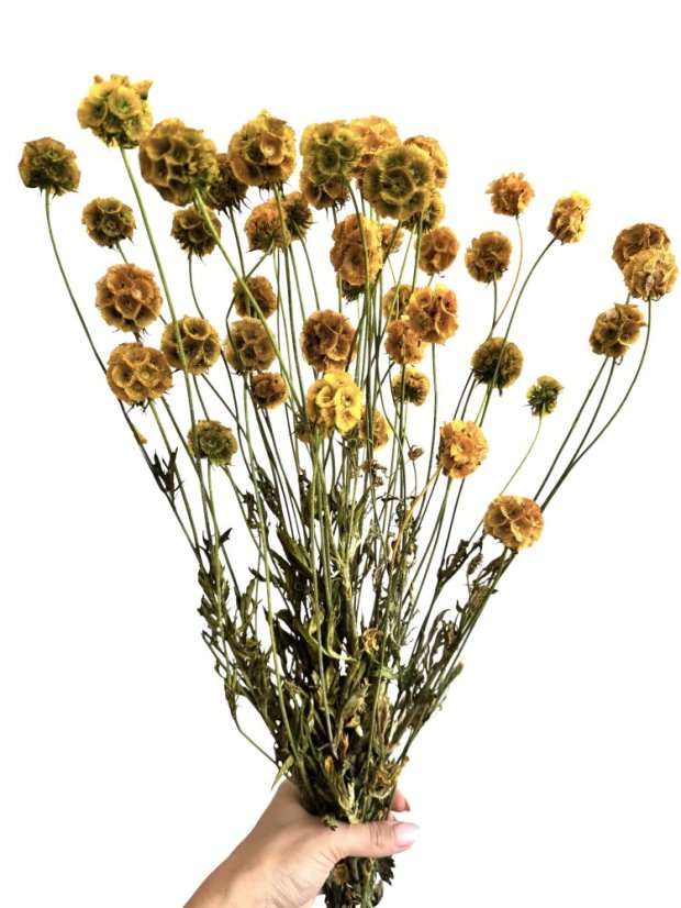 Stabilizovaná Scabiosa žltá zväzok 10 kvetov