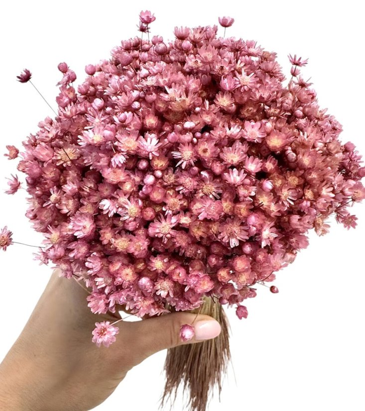 Sušená marcela LILAC/VIOLET, kytica/zväzok 50g