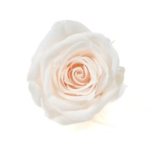 Stabilizovaná ruža M+ IVORY