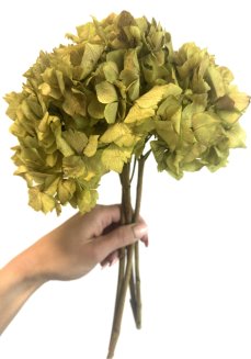 Stabilizovaná hortenzia prírodná zelená kvetenstvo Ø25cm