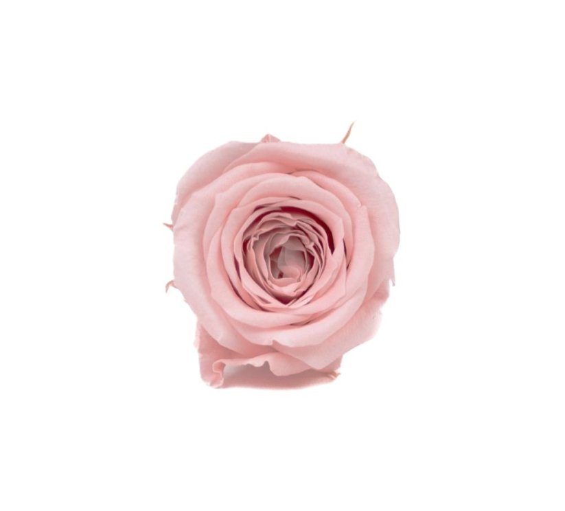 Stabilizovaná ruža S nostalgia rose (hlava)