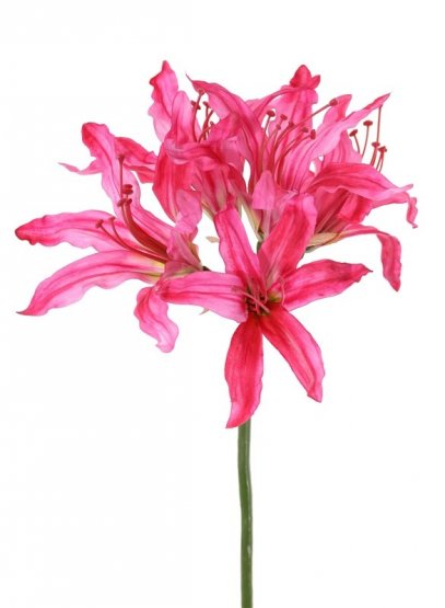 Amarylis zahradní/nerinka 5 květů Ø 20 cm umělý - 'real touch' - fuchsiová, 70cm (poslední 1ks)