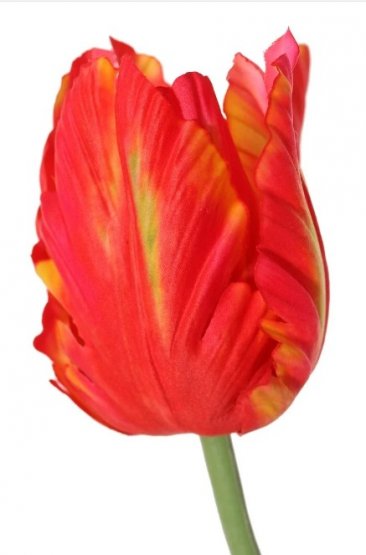 Tulipán papoušek červený pogumovaný XL, DE LUXE, 64cm