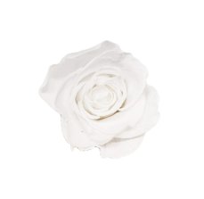 Stabilizovaná ruža KIARA  M biela (hlava)