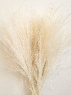 Miscanthus (Ozdobnica čínska) bielená, sušená tráva zväzok