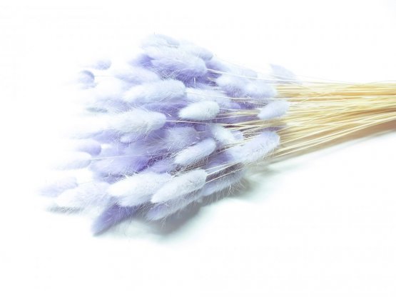 Sušený lagurus (králičí ocásek) lila