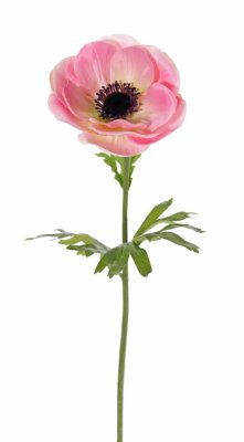 Sasanka/Anemone růžová, 1 květ Ø 11cm, 43cm