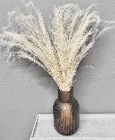 Sušená travina Agrostis bělená 40cm, svazek