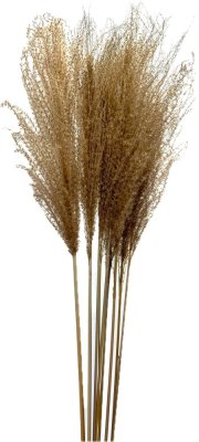 Eulalia prírodná, sušená tráva zväzok 10 stebiel 80cm/90cm