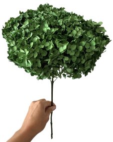 Stabilizovaná hortenzie CABEZA  lahvově zelená XL