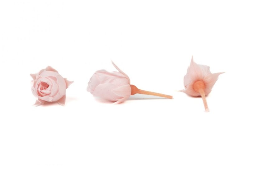 Stabilizovaná japonská ruža púčik svetlo ružový/baby pink (hlava)